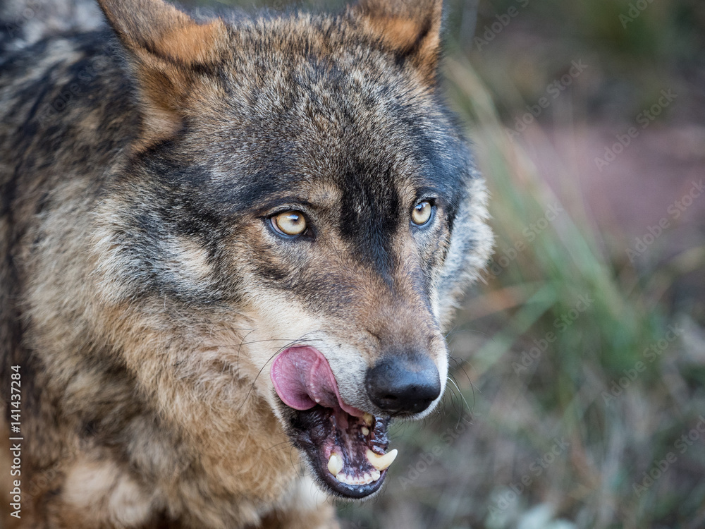 Naklejka premium Iberian wolf portrait showing his tongue (Canis lupus signatus)
