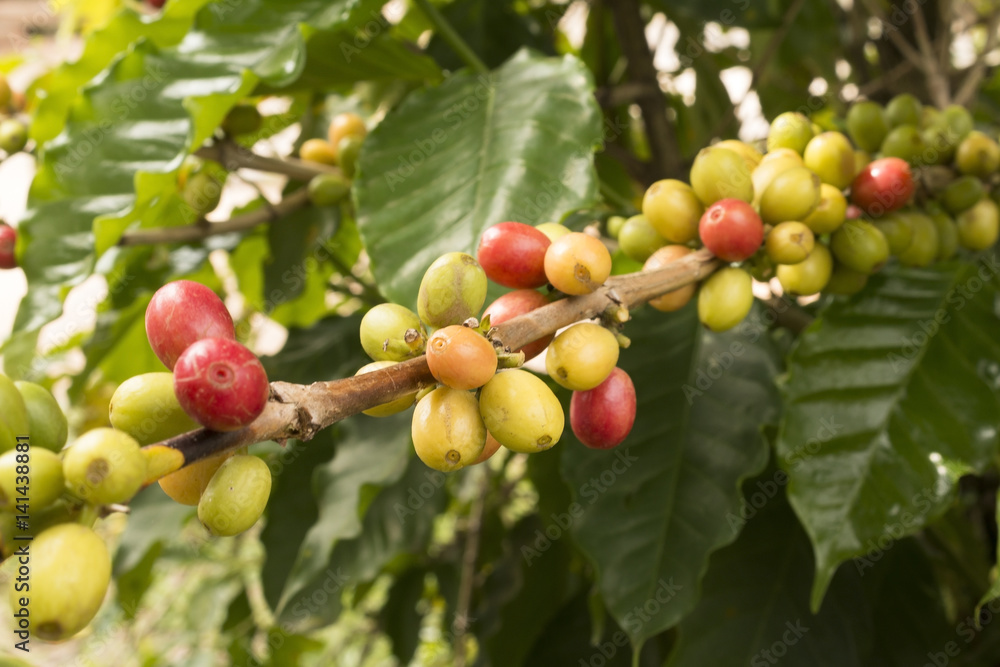 Café (planta e frutos) Café (planta e frutos)
