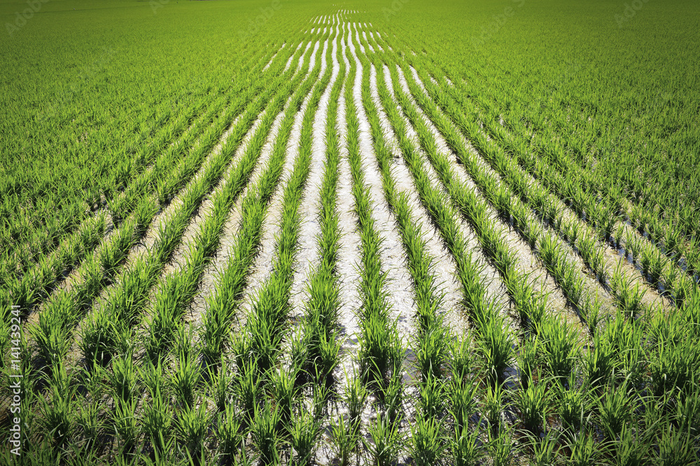 Rice fields are a mess Rice fields are a mess