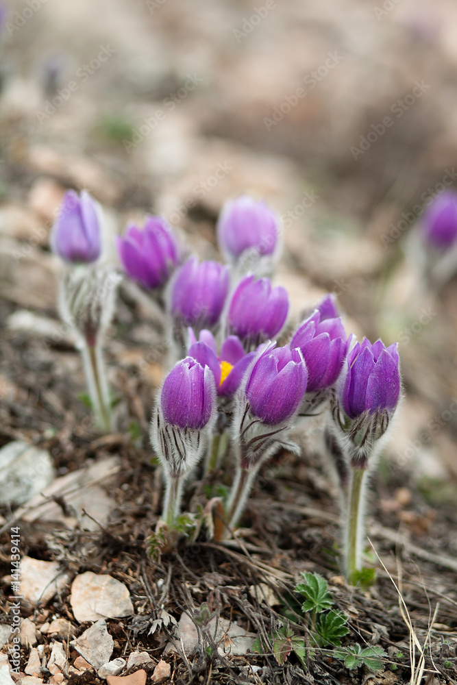 Primroses in the Crimea in the spring, Primroses in the Crimea in the spring,