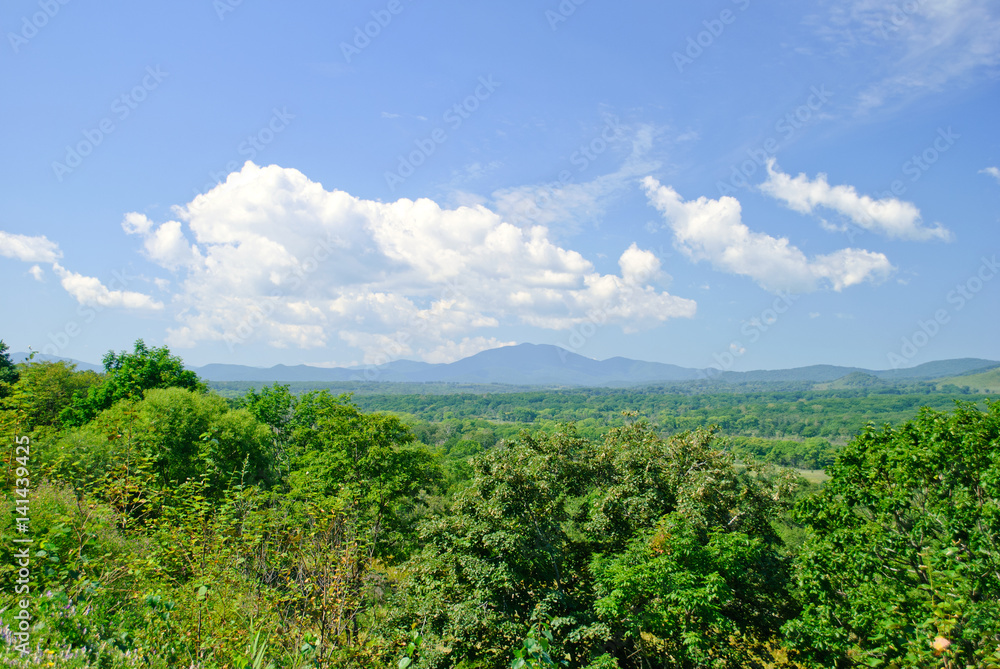 Forest landscape with hills in the distance