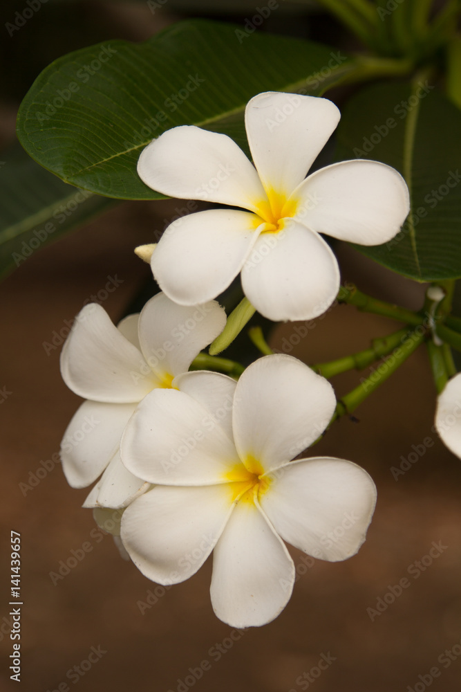 Flower,White plumeria on the plumeria tree Flower,White plumeria on the plumeria tree