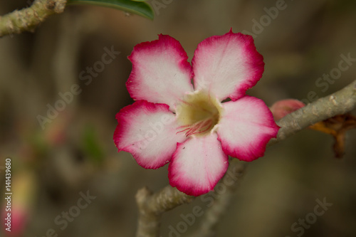 Flower, plumeria on the plumeria tree photo