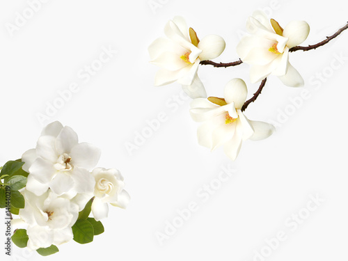 Beautiful gardenia flower on white background 