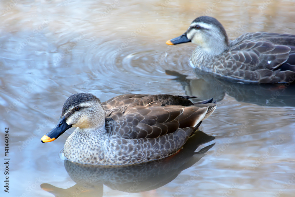 Obraz premium Duck on Water