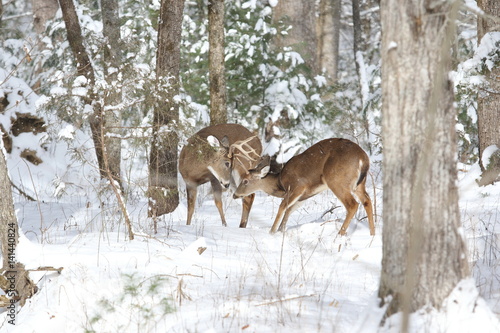Young bucks playing in the snow.