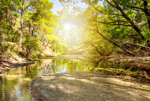 Beautiful spring forest at sunset. Stunning landscape with bright colors and rays of the setting sun © olezzo