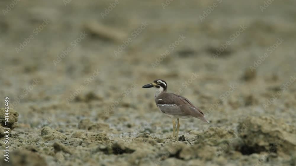 The beach stone-curlew also known as beach thick-knee bird risk for nearly extinct
The beach stone-curlew also known as beach thick-knee bird risk for nearly extinct