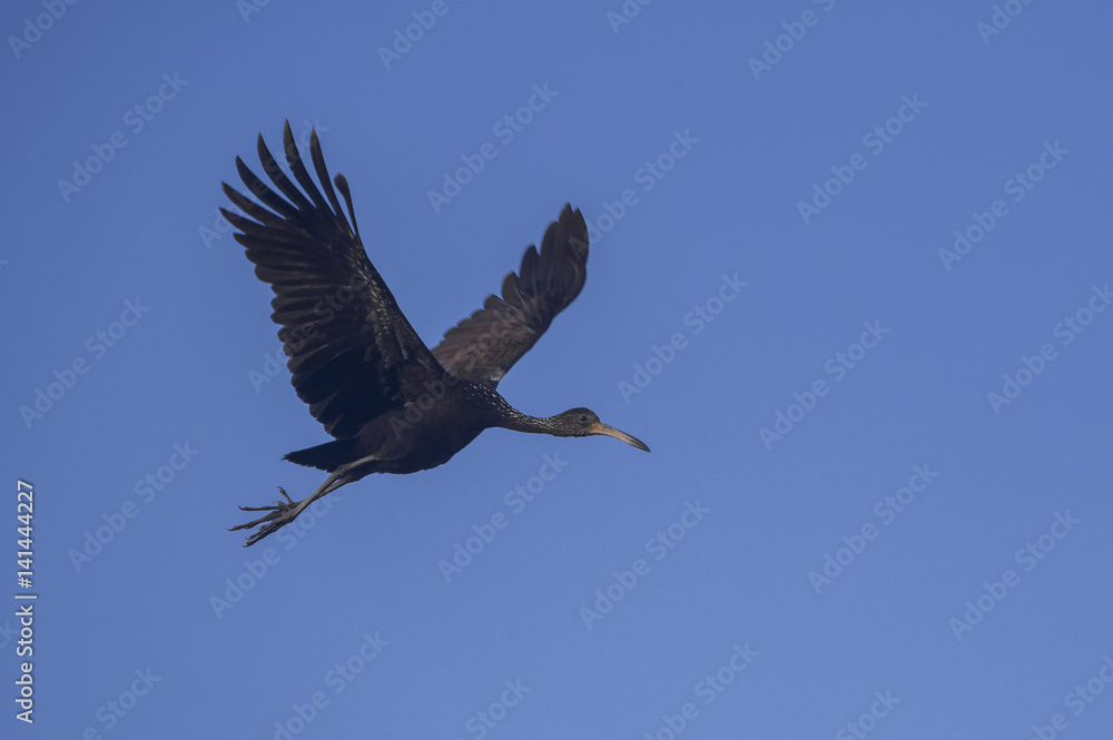 Fototapeta premium Limpkin in flight