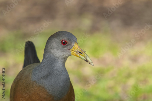 Gray-necked Wood-rail portrait