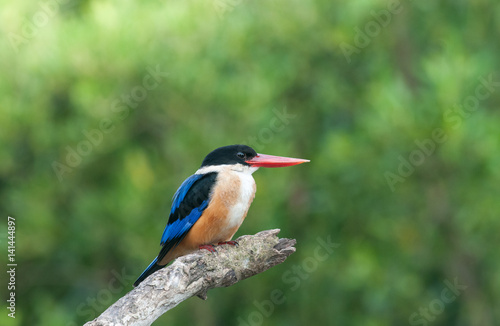 Black-capped Kingfisher (Halcyon pileata)