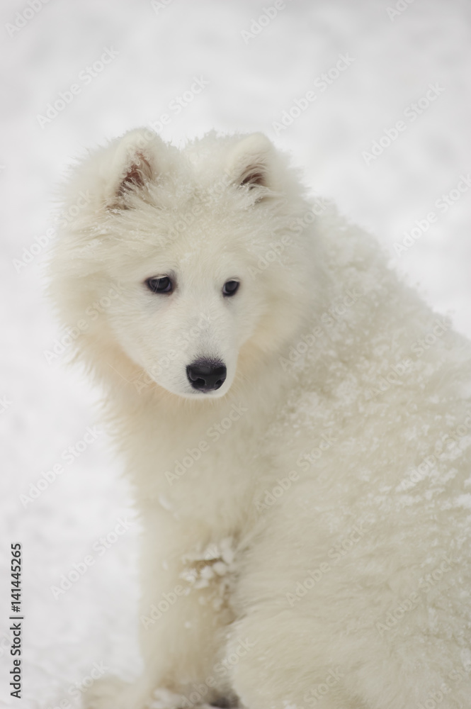 Samoyed puppy in winter