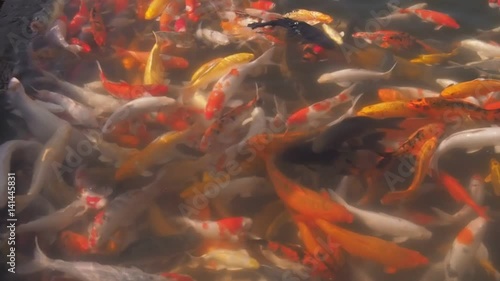Fancy Carp Mirror carp fish  swimming in dam water