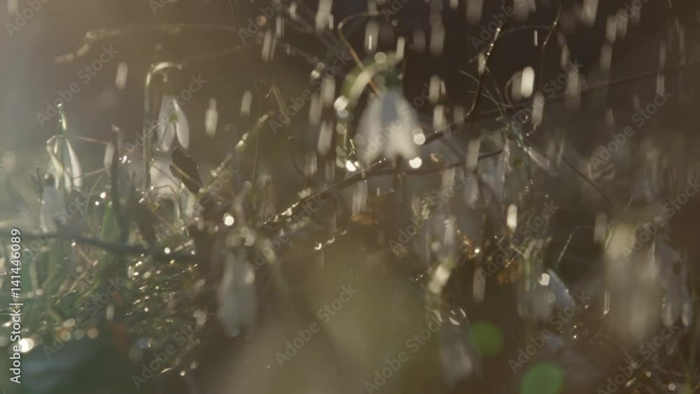 CLOSE UP, SLOW MOTION, DOF: Fresh spring rainfall watering beautiful bell-shaped Galanthus flowers on sunny rainy morning. Sparkling in the sunlight raindrops falling on white blossoming snowdrops CLOSE UP, SLOW MOTION, DOF: Fresh spring rainfall watering beautiful bell-shaped Galanthus flowers on sunny rainy morning. Sparkling in the sunlight raindrops falling on white blossoming snowdrops