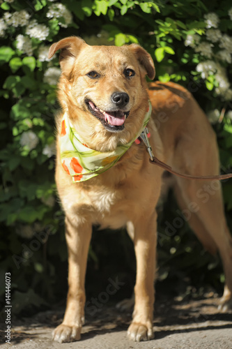 Red Medium Size Mixed Breed Homeless Dog Stay Outdoor On Street And Looking In Camera photo