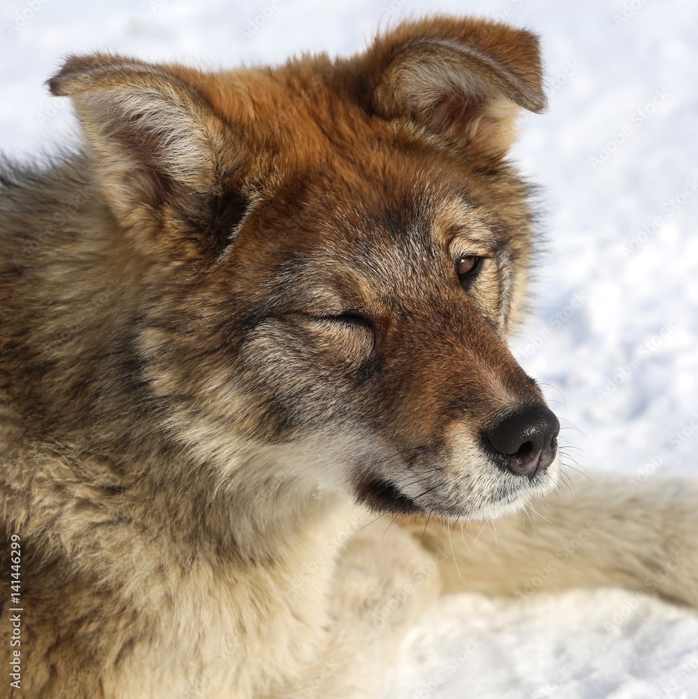 Fototapeta premium The dog lies on the snow. B