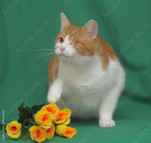 Red-white one-eyed cat with yellow roses on a green background photo