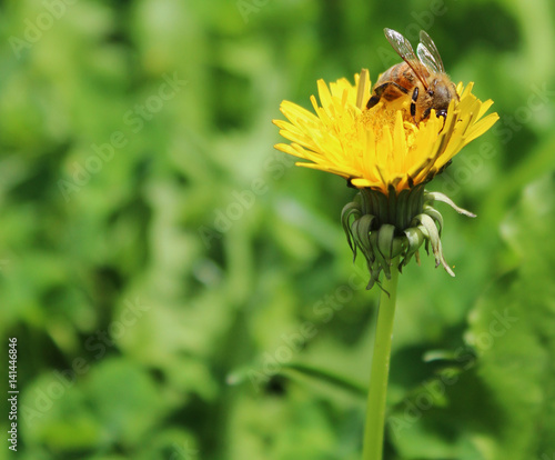 Bee on dandelion- close up