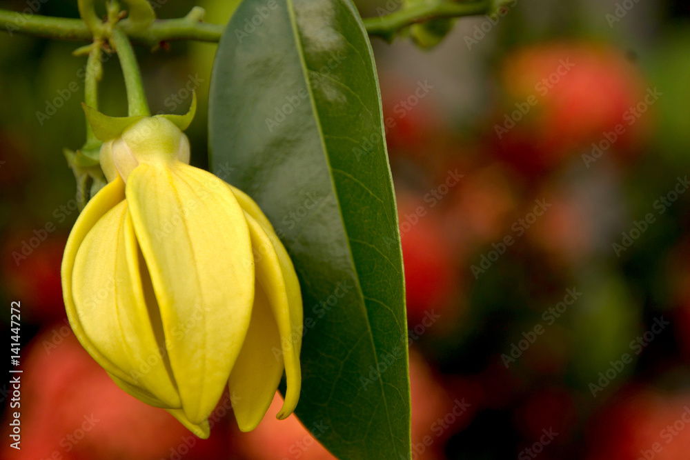 Ylang - ylang flower (Cananga odorata) Ylang - ylang flower (Cananga odorata)