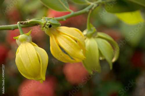 Ylang  - ylang flower (Cananga odorata)