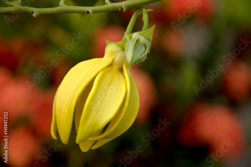 Ylang - ylang flower (Cananga odorata)