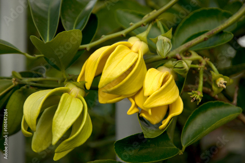 Ylang  - ylang flower (Cananga odorata)