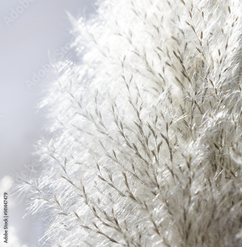 Flowering grass with lighting Soft and dreaming background