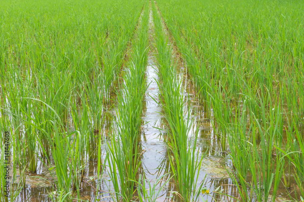 Obraz premium Rice berry in farm (Thai black jasmine rice)