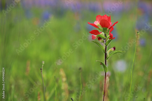 Indian Paintbrush