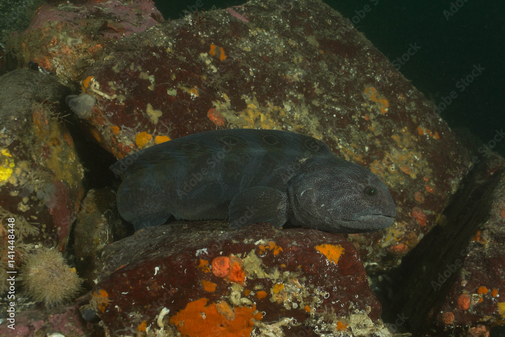 Fototapeta premium Wolf Eel