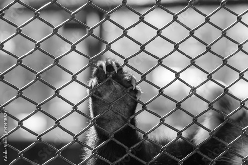 animal in captivity - black and white