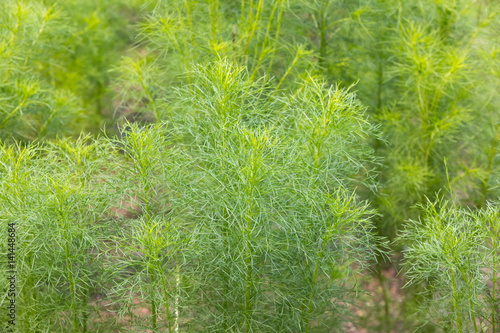 Plant Cumin - cuminum cyminum