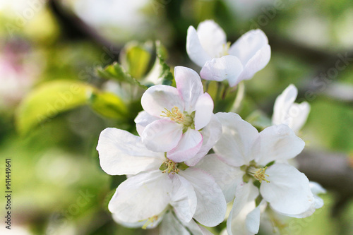 early spring flowering apple tree with bright white flowers