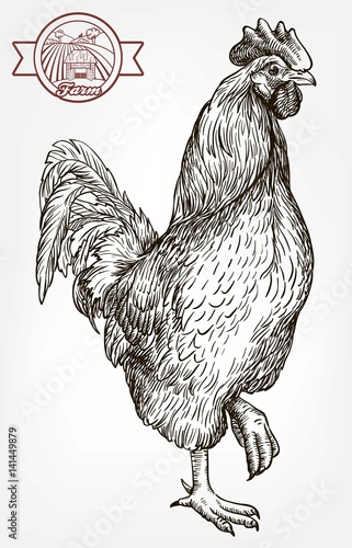 chicken breeding. animal husbandry. livestock
