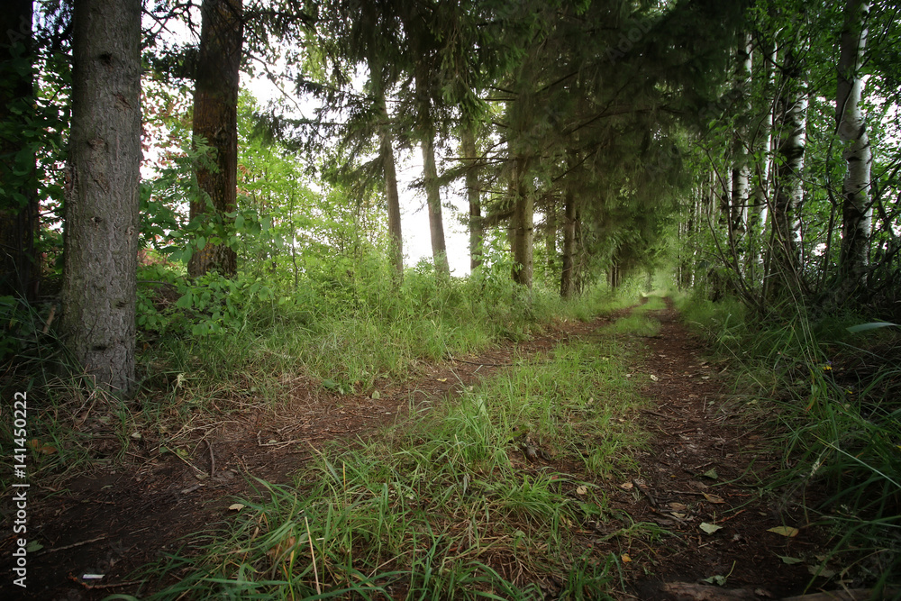 Obraz premium road ground forest tree