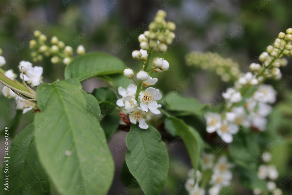 spring macro leaf and flower of new life