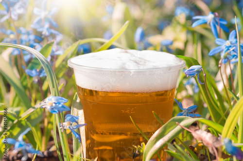 beer and blue flowers spring, snowdrop Scilla