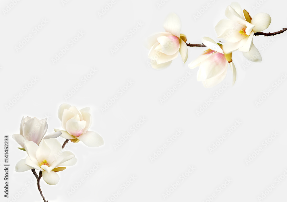 Fototapeta premium Magnolia flower on white background
