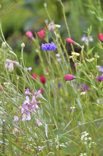 Wallpaper Mural Field of Wild Flowers Torontodigital.ca