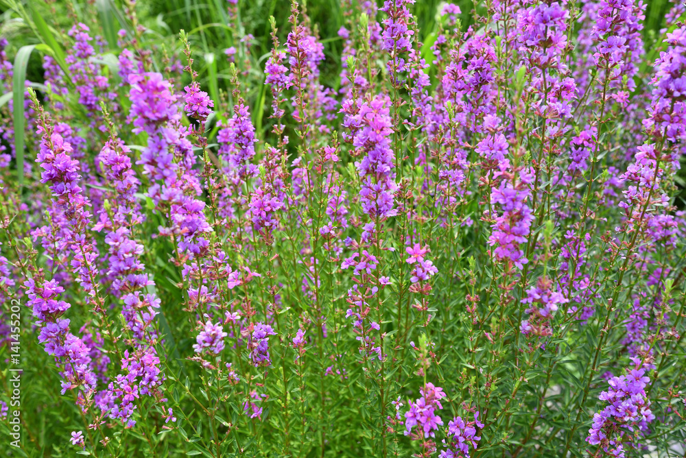 Naklejka premium 満開のミソハギ(2016年7月)