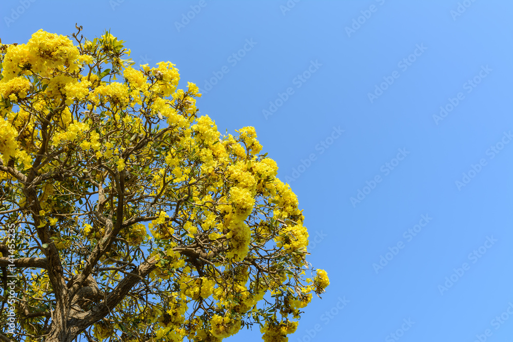 silver trumpet tree (Tabebuia argentea) on blue sky background silver trumpet tree (Tabebuia argentea) on blue sky background