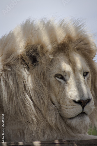 Lion - Majestic creatures 