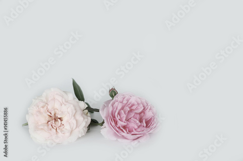 Fototapeta Naklejka Na Ścianę i Meble -  Beautiful rose on white background 