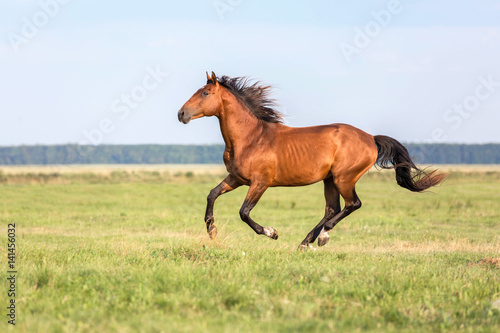 Fototapeta Naklejka Na Ścianę i Meble -  Red horse at full gallop