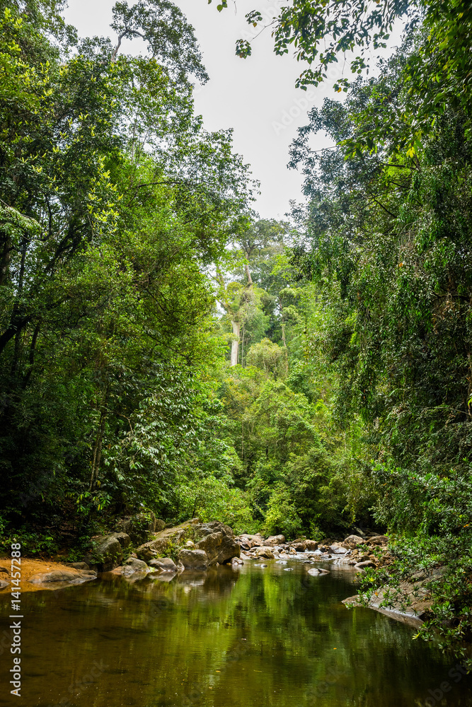 River in Sinharaja rainforest