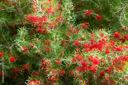 grevillea olivacea thelemannia flowers photo