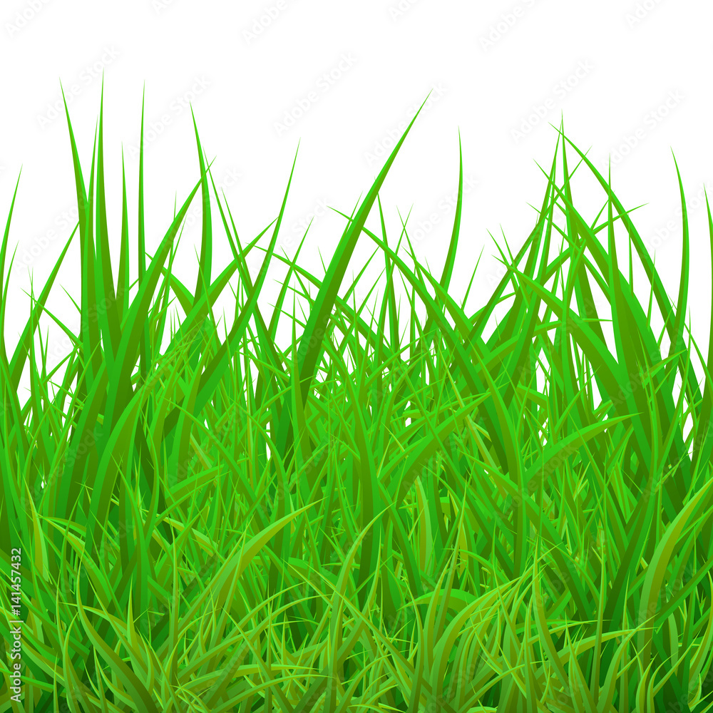 Obraz premium Green Grass