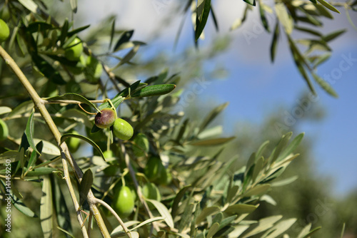 Greek olive tree and olive fruit