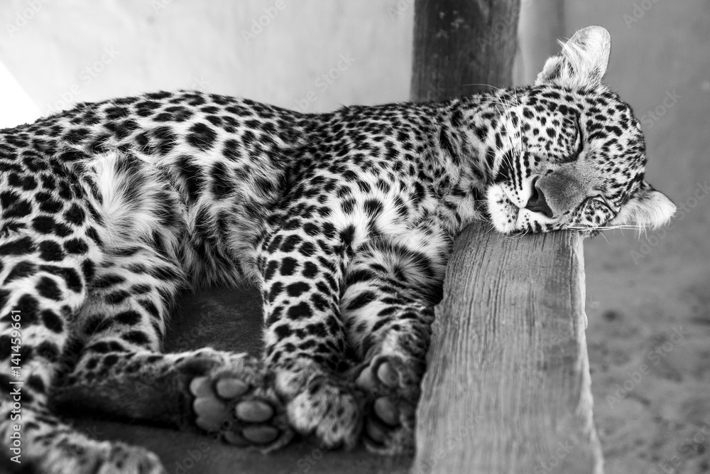 Obraz premium Leopard cub - cuteness 