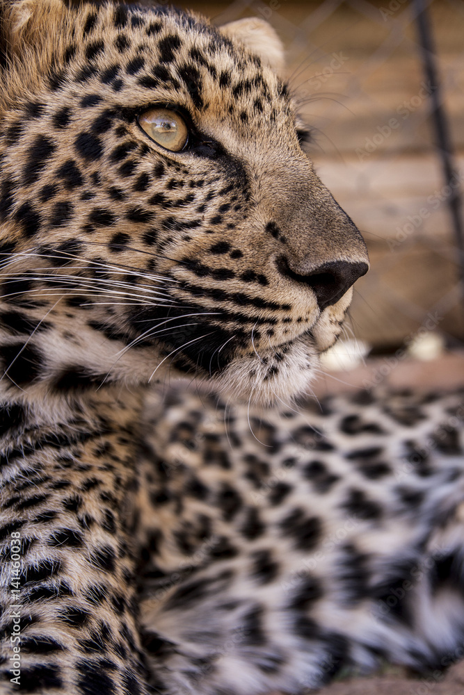 Obraz premium Leopard cub - cuteness 